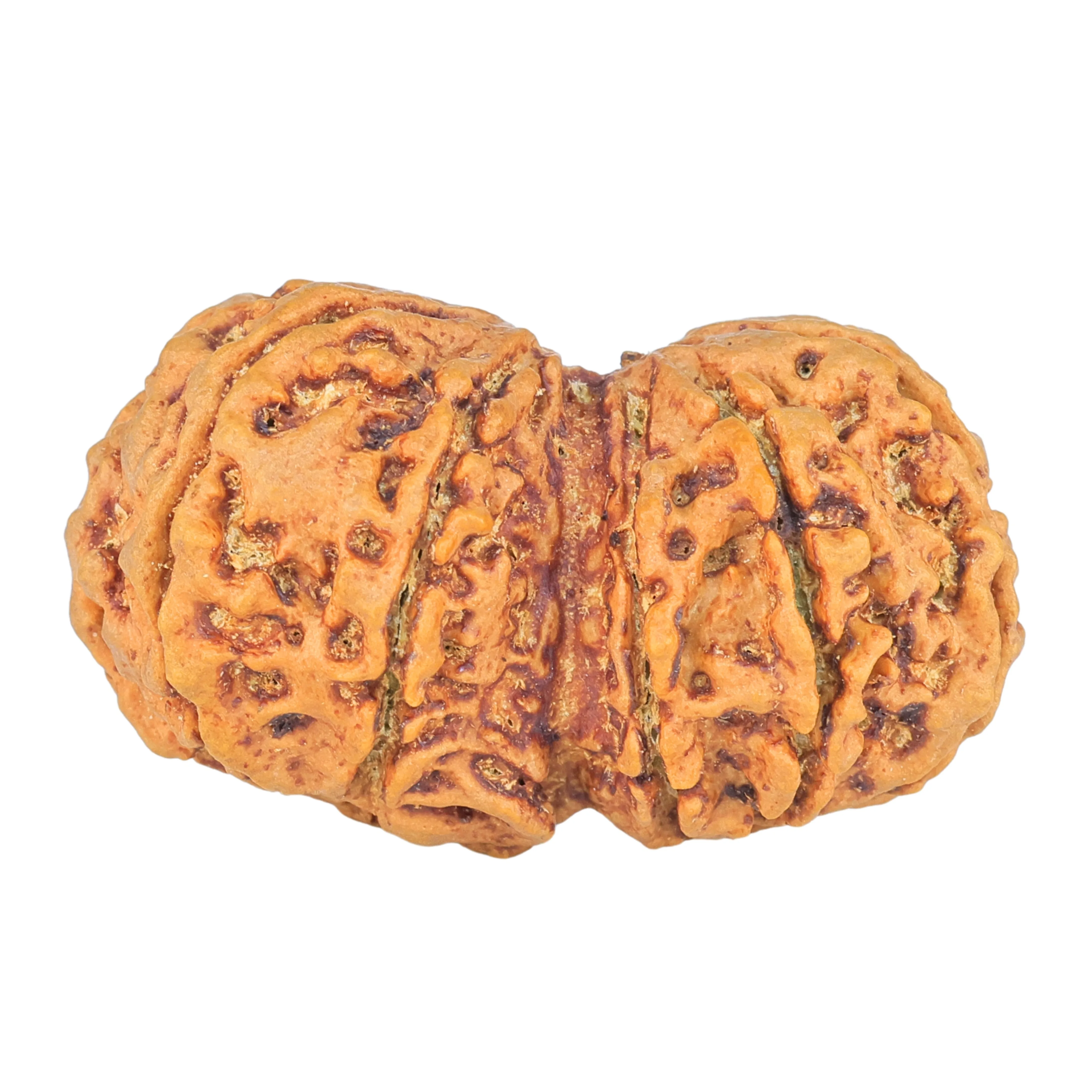 11 MK Gaurishankar 39.9mm 9.39gm - Rudraksha back