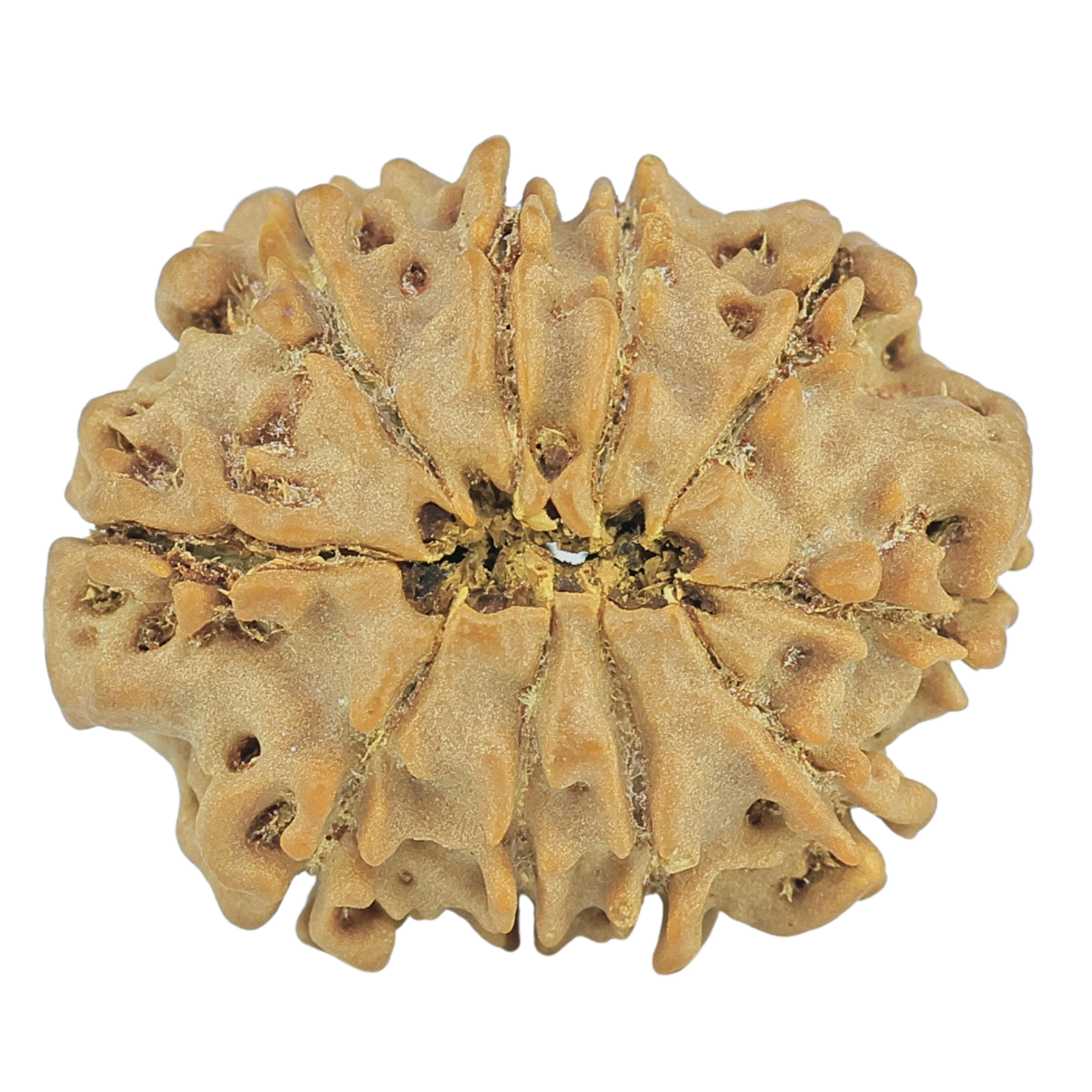 10 Mukhi Rudraksha 23.6mm 3.49gm - Rudraksha back