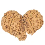 12 MK Gaurishankar 37.8mm 7.21gm - Rudraksha back