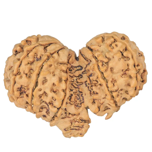 12 MK Gaurishankar 37.8mm 7.21gm - Rudraksha back