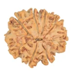 8 Mukhi Rudraksha 27.3mm 5.15gm - Rudraksha back