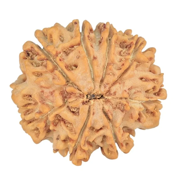 8 Mukhi Rudraksha 27.3mm 5.15gm - Rudraksha back