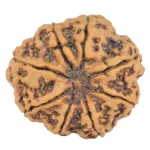 8 Mukhi Rudraksha 31mm 8.09gm - Rudraksha back