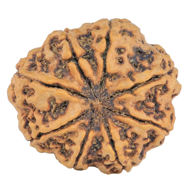 8 Mukhi Rudraksha 31mm 8.09gm - Rudraksha back