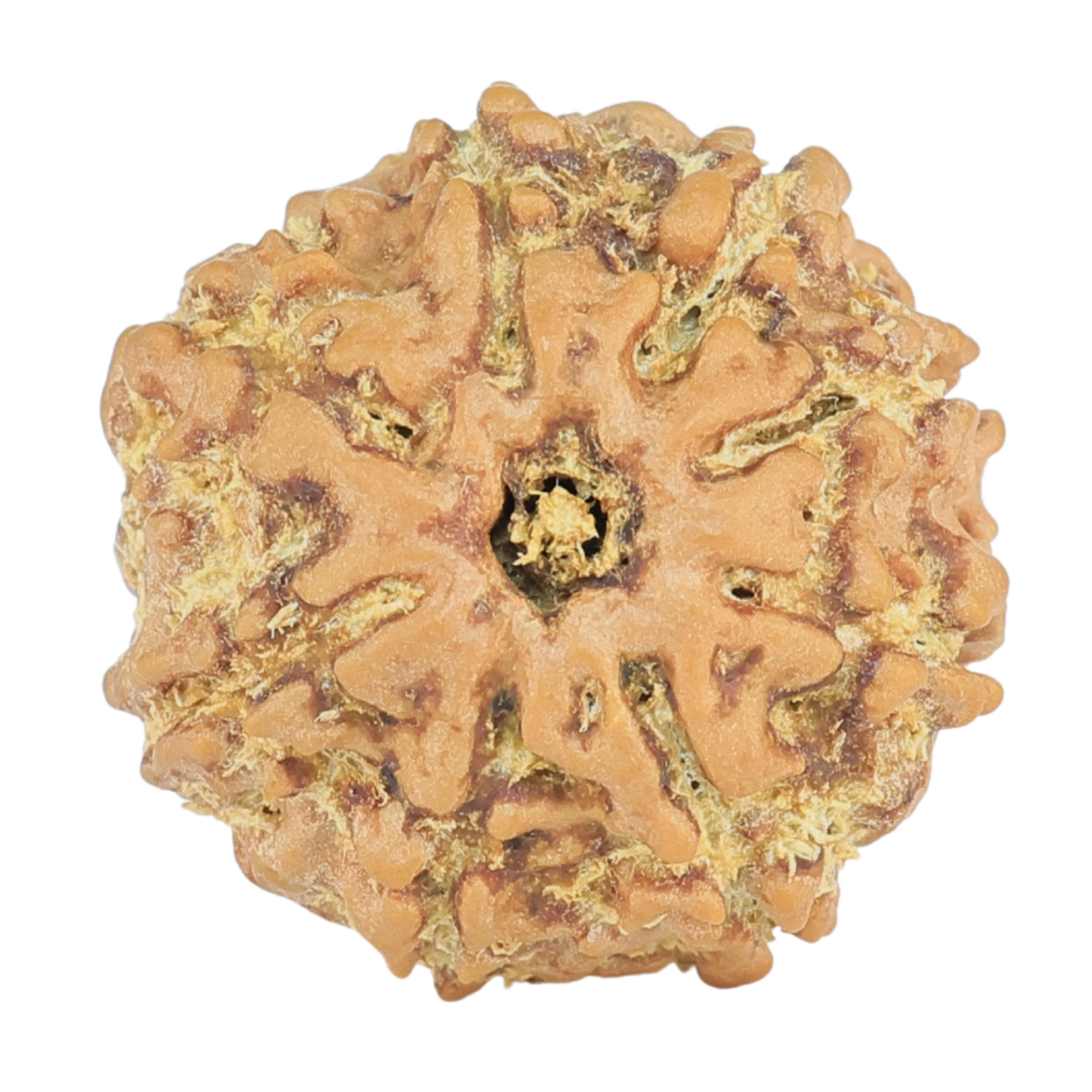 8 Mukhi Rudraksha 19.2mm 2.27gm - Rudraksha