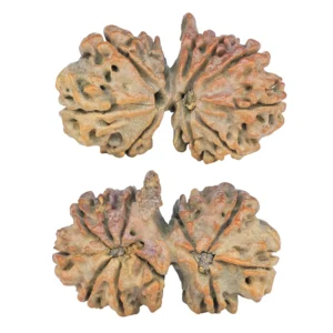 11 Mukhi G.S & Ganesh 35.1mm 6.26gm - Rudraksha