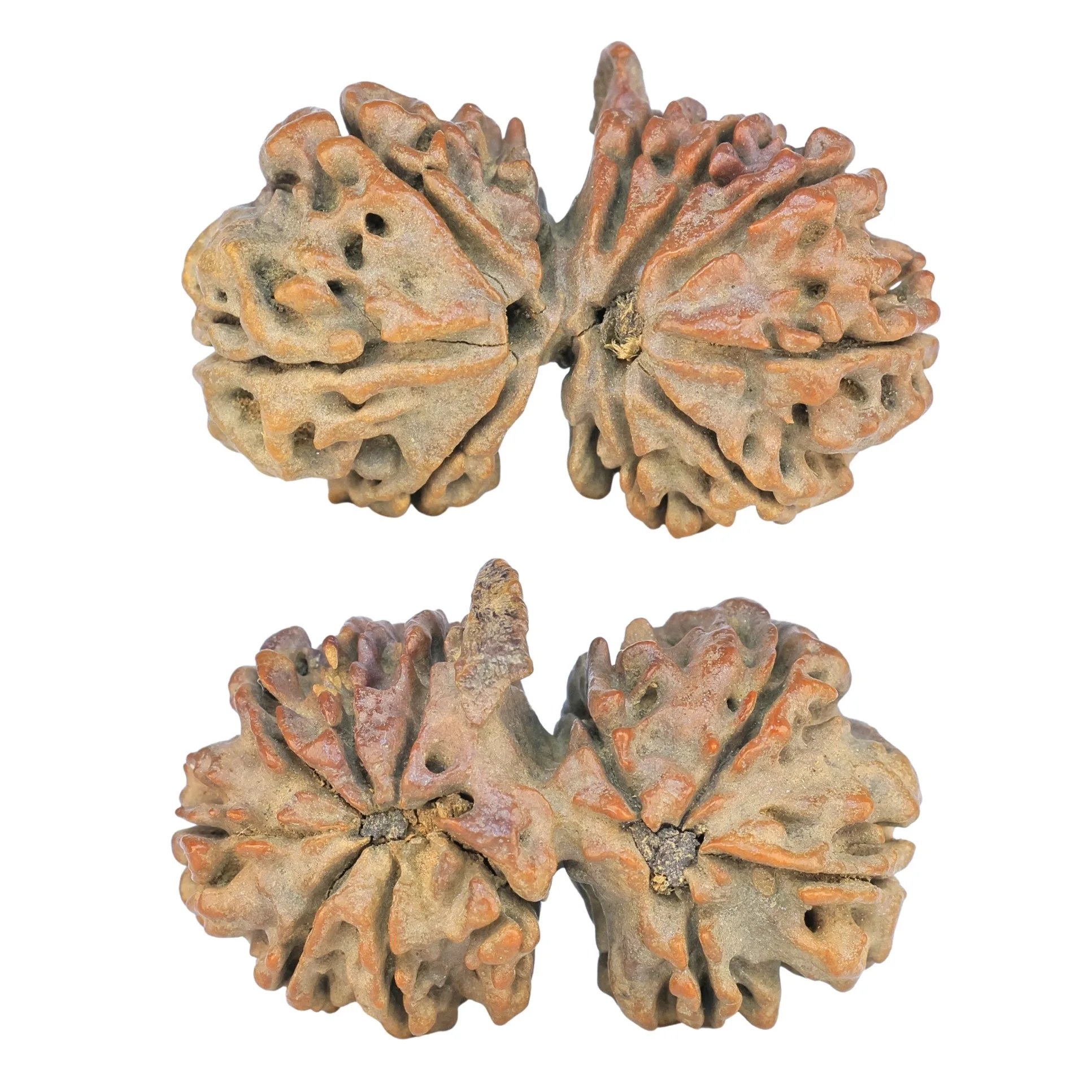 11 Mukhi G.S & Ganesh 35.1mm 6.26gm - Rudraksha