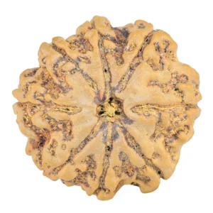 8 Mukhi Rudraksha 26.3mm 5.61gm - Rudraksha