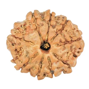 9 Mukhi Rudraksha 20.5mm 2.64gm - Rudraksha