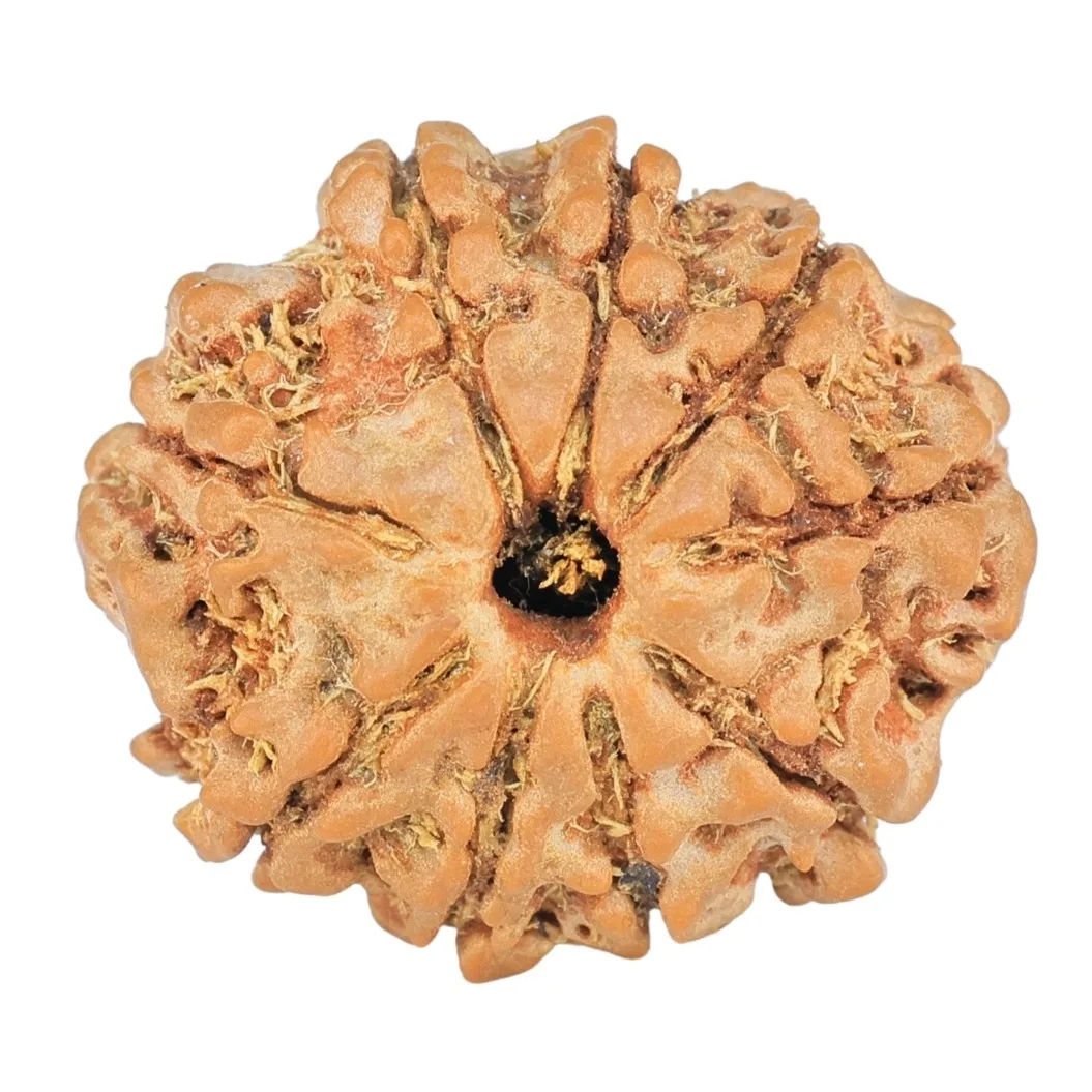 9 Mukhi Rudraksha 20.5mm 2.64gm - Rudraksha