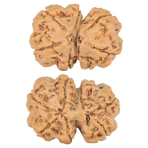 7 MK Gaurishankar 26.3mm 4.67gm - Rudraksha