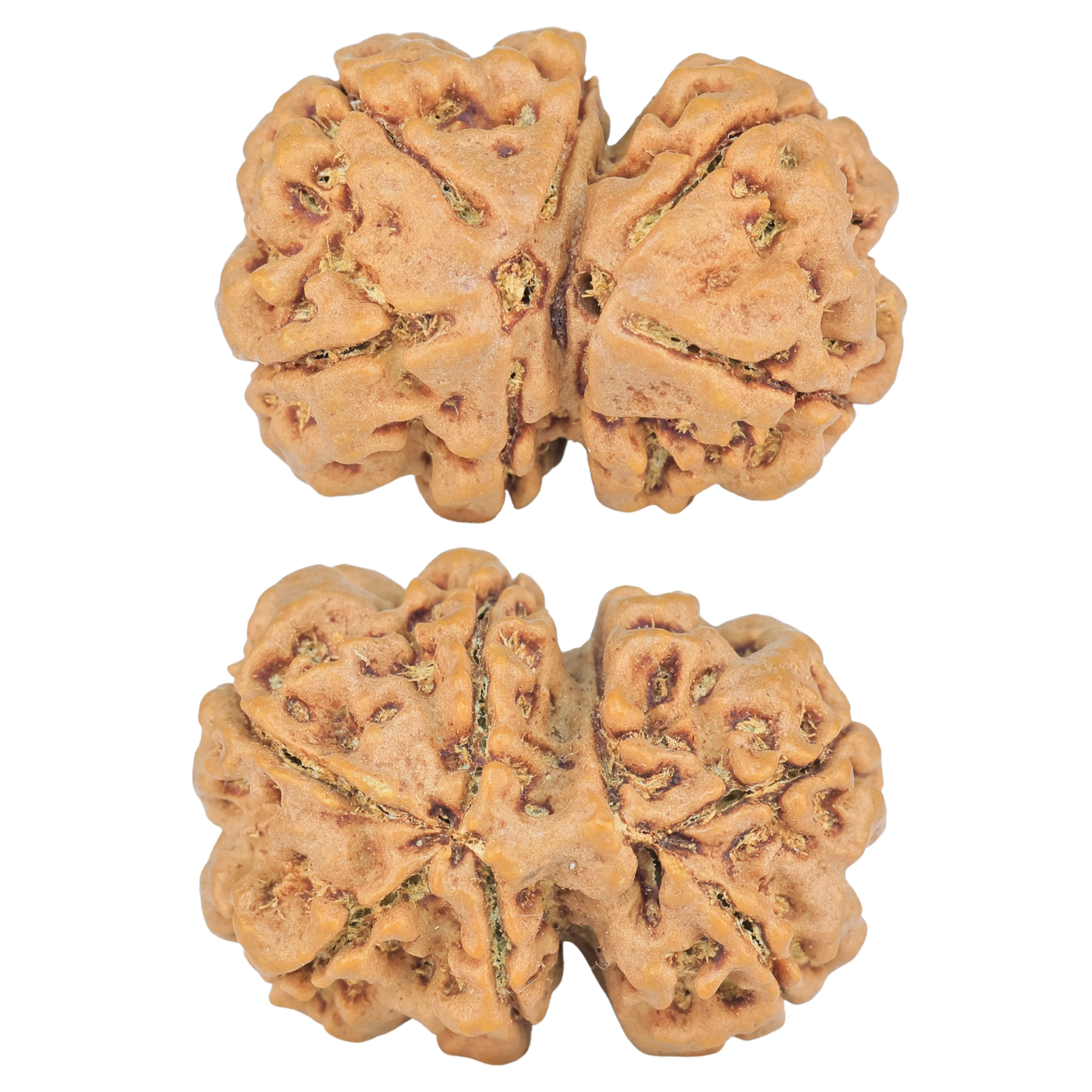 7 MK Gaurishankar 26.3mm 4.67gm - Rudraksha