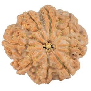 8 Mukhi Rudraksha 27.6mm 6.25gm - Rudraksha