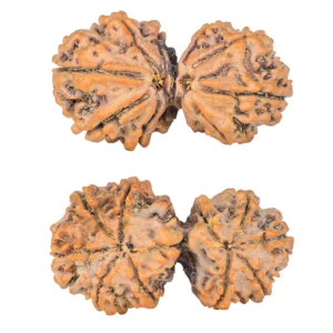 10 Mk Gaurishankar 39.4mm 8.58gm - Rudraksha