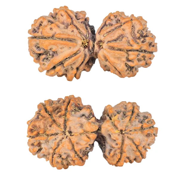 10 Mk Gaurishankar 39.4mm 8.58gm - Rudraksha
