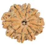 8 Mukhi Rudraksha 25.6mm 4.52gm - Rudraksha