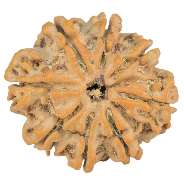 8 Mukhi Rudraksha 25.6mm 4.52gm - Rudraksha