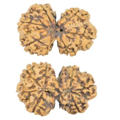 7 MK Gaurishankar 29mm 3.71gm - Rudraksha