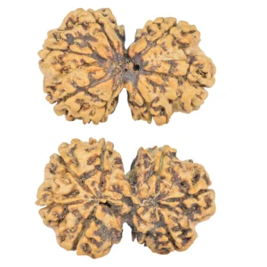 7 MK Gaurishankar 29mm 3.71gm - Rudraksha