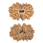 13 MK Gaurishankar 29.1mm 4.59gm - Rudraksha