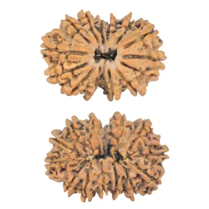 13 MK Gaurishankar 29.1mm 4.59gm - Rudraksha