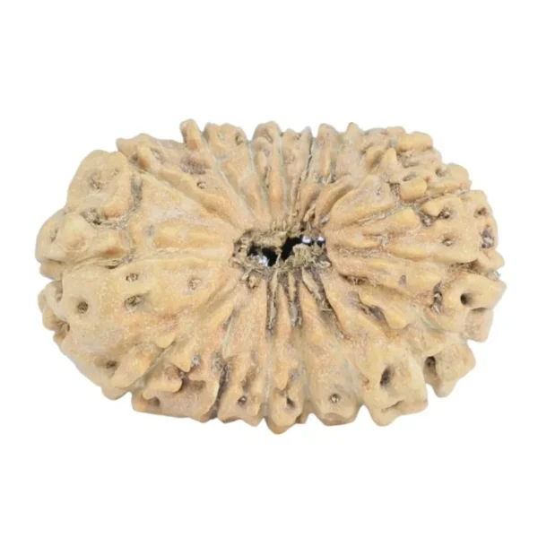 17 Mukhi Rudraksha 19.9mm 0.9gm - Rudraksha