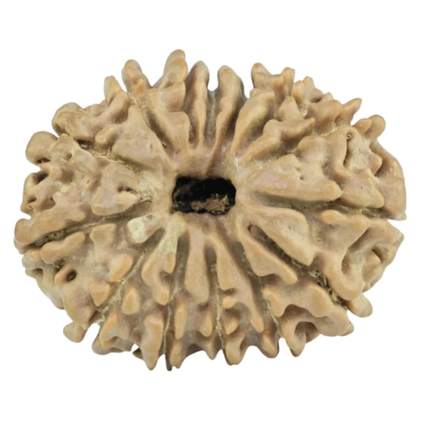 14 Mukhi Rudraksha 23.9mm 3.11gm - Rudraksha