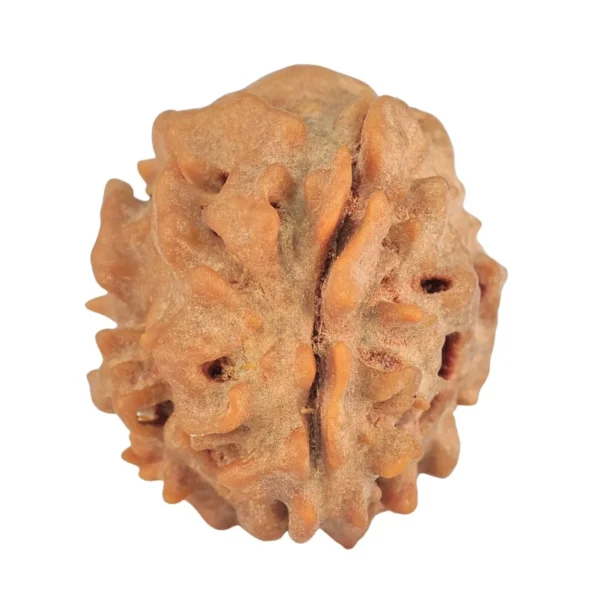1 Mukhi Rudraksha 19.8mm 2.58gm - Rudraksha