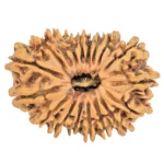 18 Mukhi Rudraksha 30mm 4.22gm - Rudraksha
