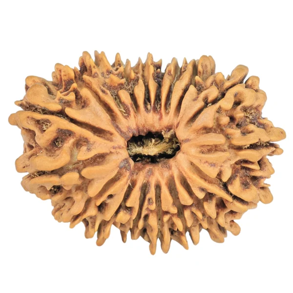 18 Mukhi Rudraksha 30mm 4.22gm - Rudraksha
