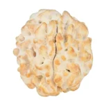 1 Mukhi Rudraksha 18.6mm 2.3gm - Rudraksha