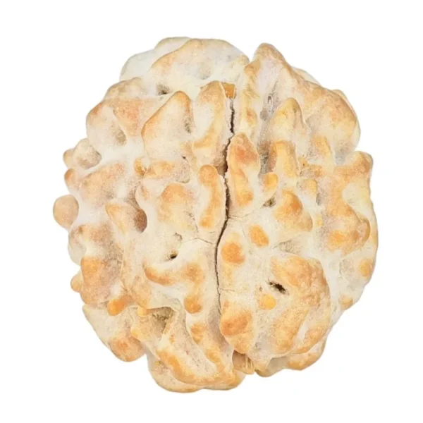 1 Mukhi Rudraksha 18.6mm 2.3gm - Rudraksha
