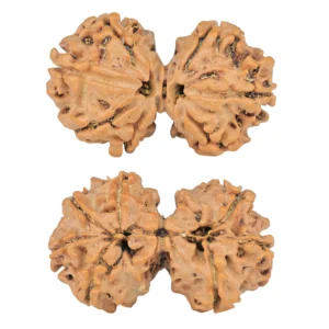 7 MK Gaurishankar 30.8mm 4.28gm - Rudraksha