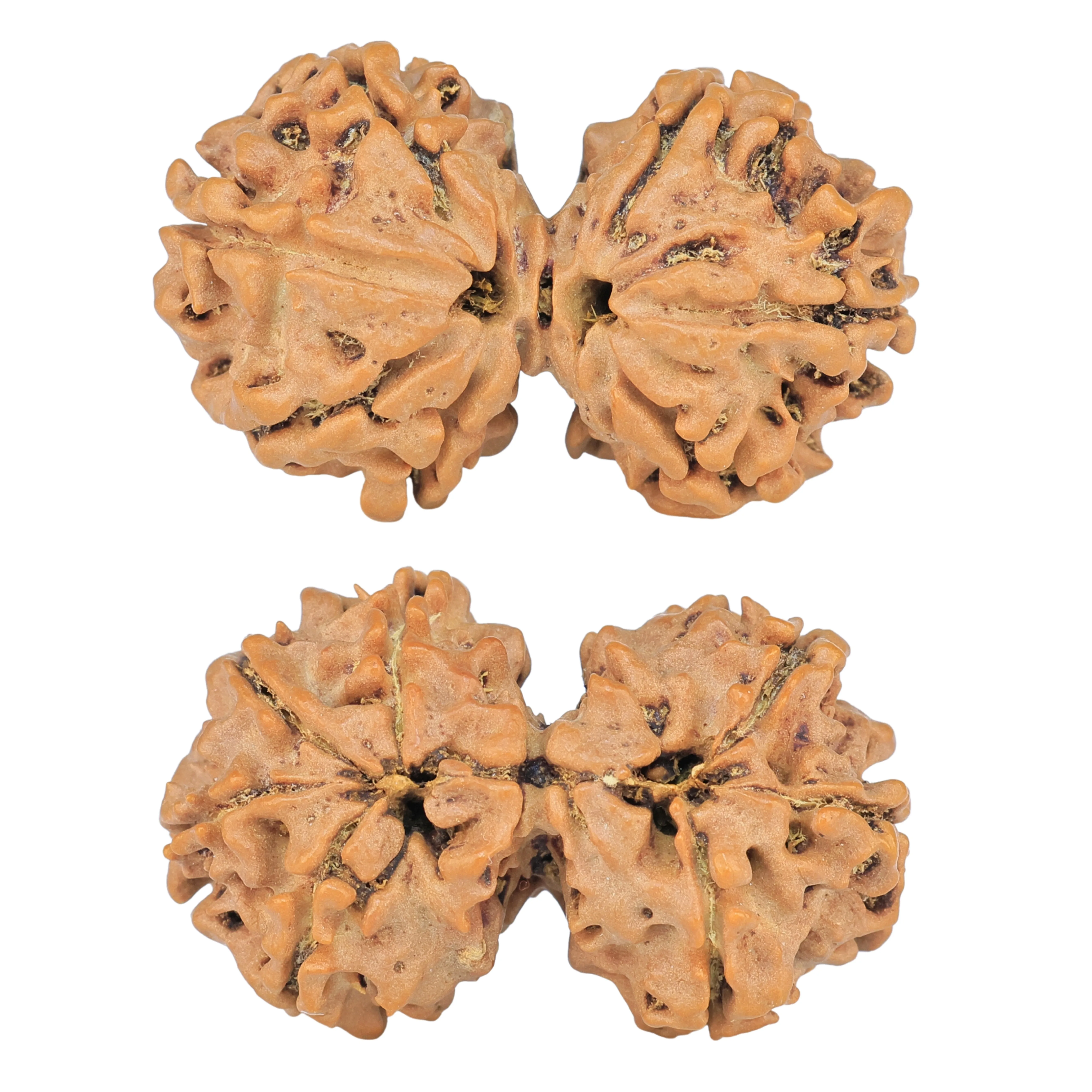 7 MK Gaurishankar 30.8mm 4.28gm - Rudraksha