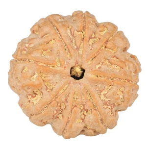 8 Mukhi Rudraksha 28.3mm 7.39gm - Rudraksha
