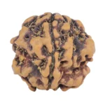 1MK(Underdeveloped) 17.8mm 1.89gm - Rudraksha