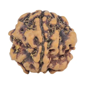 1MK(Underdeveloped) 17.8mm 1.89gm - Rudraksha