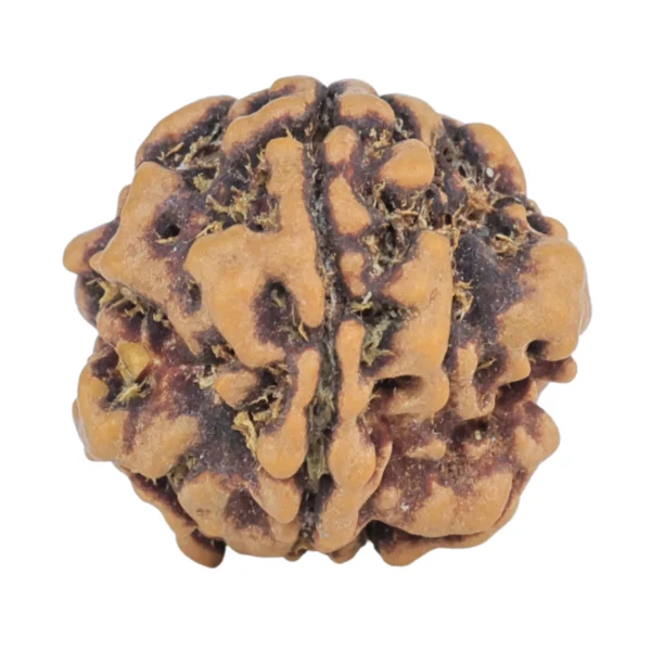 1MK(Underdeveloped) 17.8mm 1.89gm - Rudraksha
