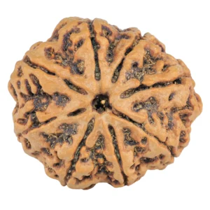8 Mukhi Rudraksha 31mm 8.09gm - Rudraksha
