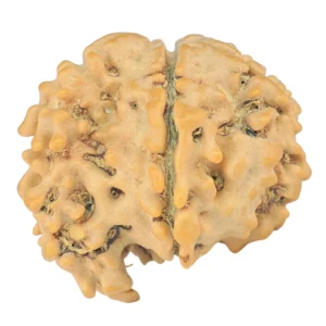 Sawar/Ganesh ( 6+1 ) 20.7mm 2.16gm - Rudraksha