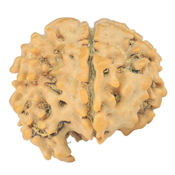 Sawar/Ganesh ( 6+1 ) 20.7mm 2.16gm - Rudraksha