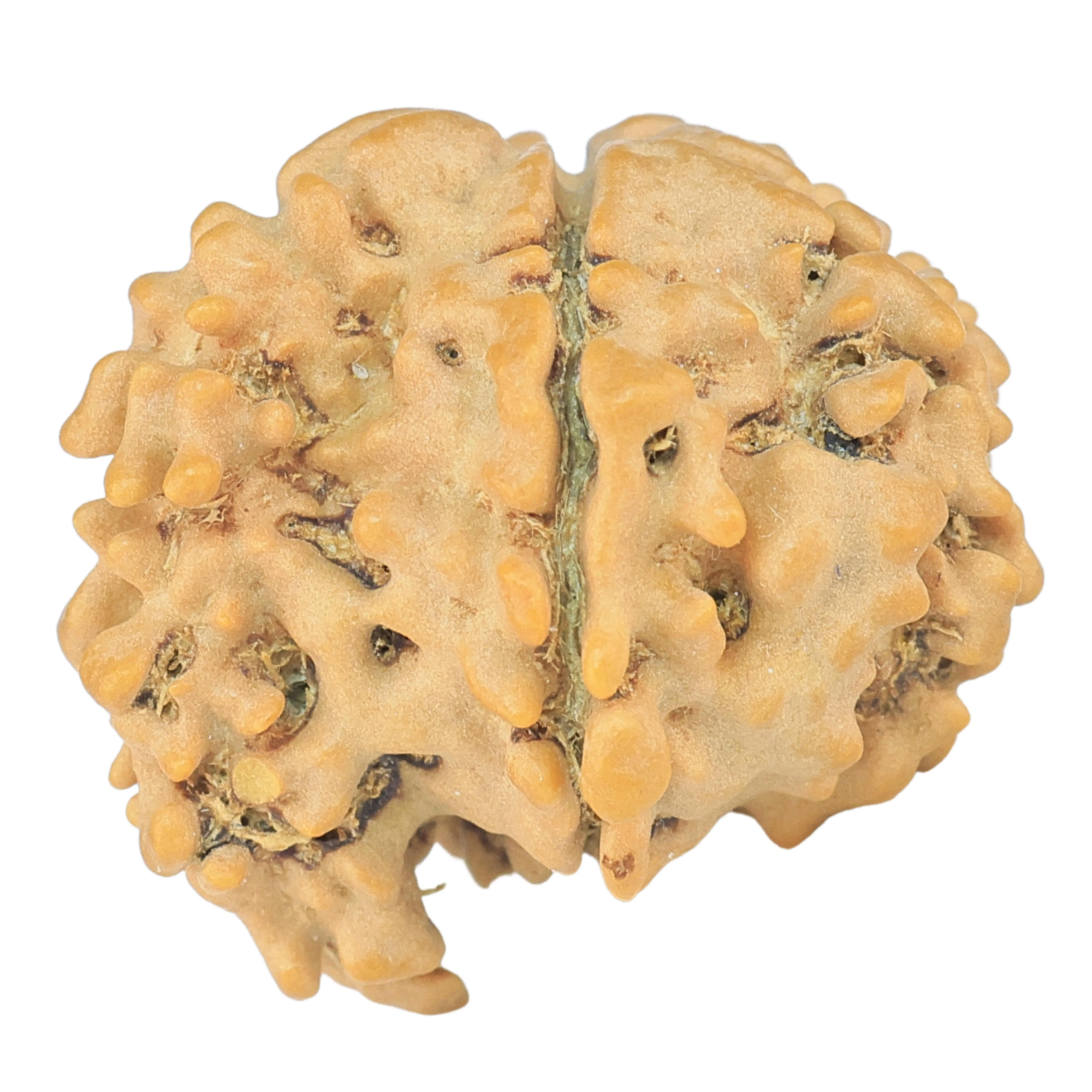 Sawar/Ganesh ( 6+1 ) 20.7mm 2.16gm - Rudraksha