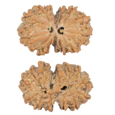 13 MK Gaurishankar 30.5mm 5.38gm - Rudraksha