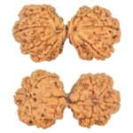 11 MK Gaurishankar 39.3mm 7.28gm - Rudraksha