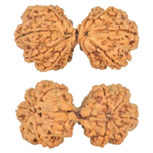 11 MK Gaurishankar 39.3mm 7.28gm - Rudraksha