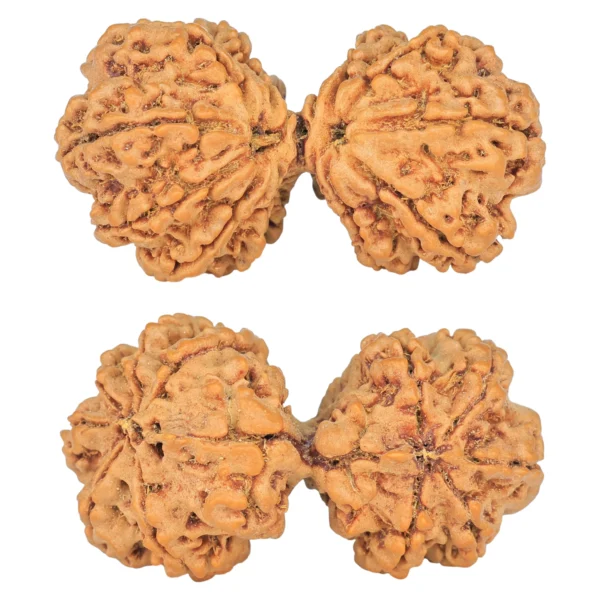 11 MK Gaurishankar 39.3mm 7.28gm - Rudraksha