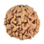 1MK(Underdeveloped) 22.1mm 3.7gm - Rudraksha