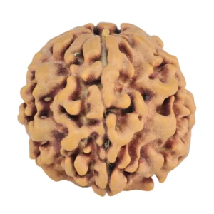 1MK(Underdeveloped) 22.1mm 3.7gm - Rudraksha