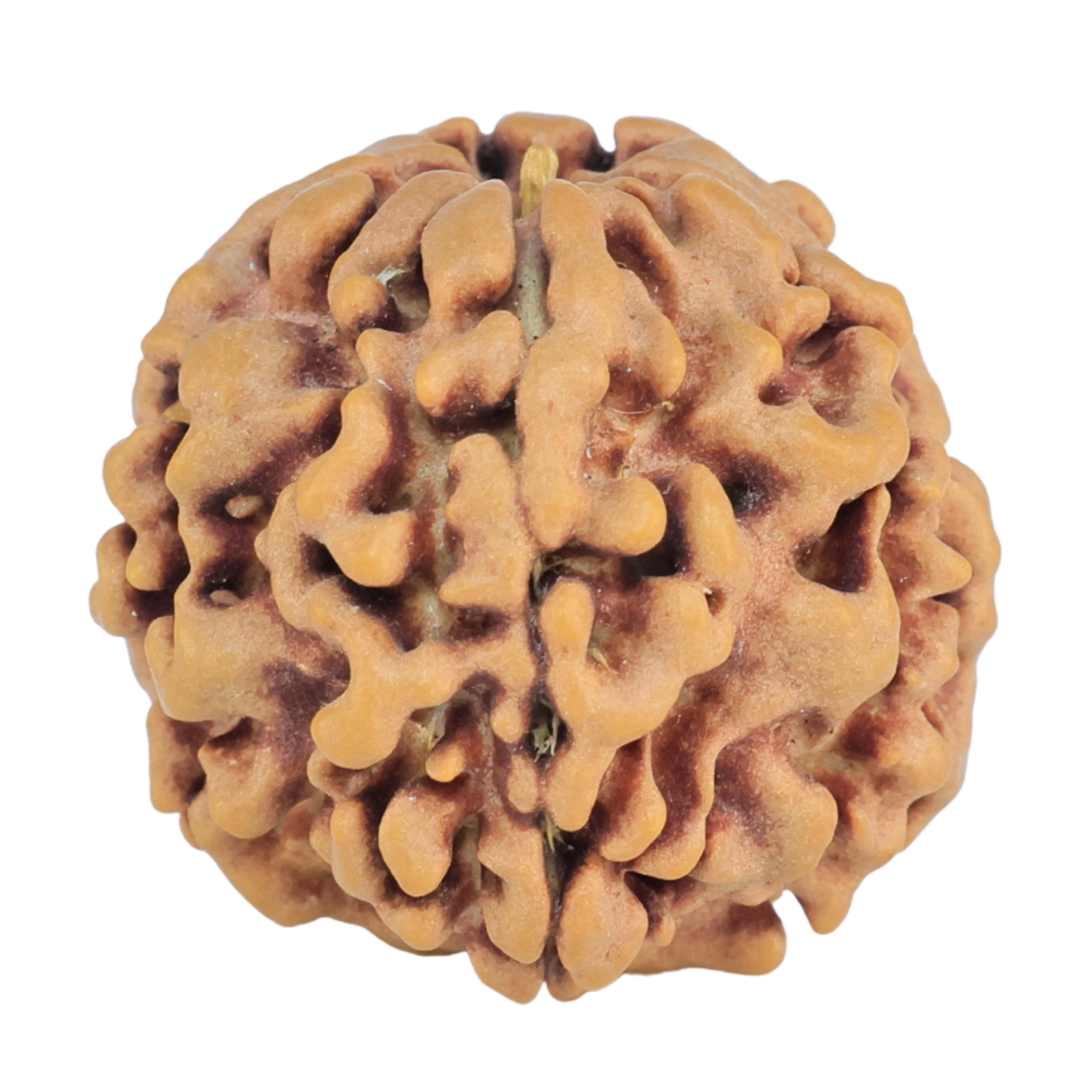 1MK(Underdeveloped) 22.1mm 3.7gm - Rudraksha