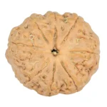8 Mukhi Rudraksha 24.9mm 4.99gm - Rudraksha